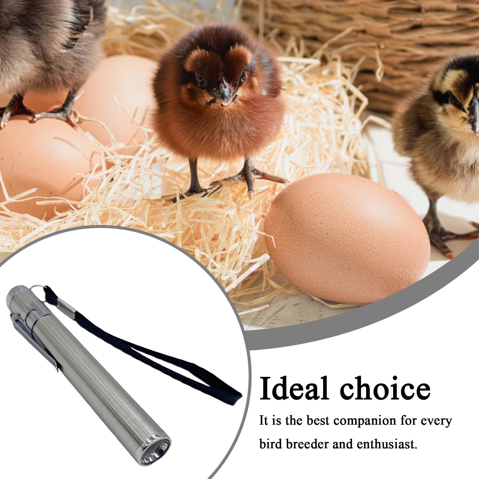 Egg Candler Light Portable Egg - Homestead Lighting & Decor Oconomowoc 리뷰 및 가격