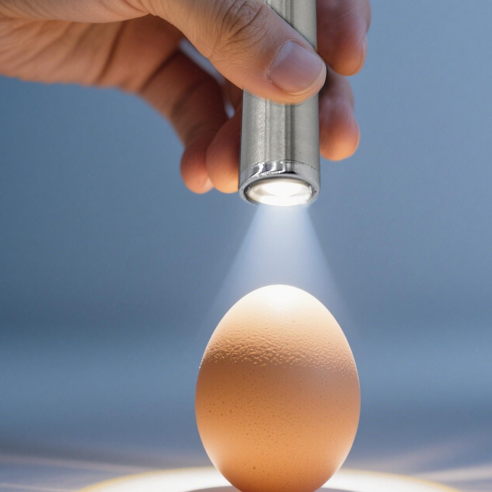 Egg Candler Light Portable Egg - Homestead Lighting & Decor Oconomowoc 리뷰 및 가격